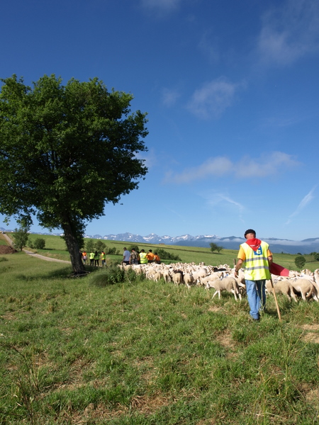 Vache en estive