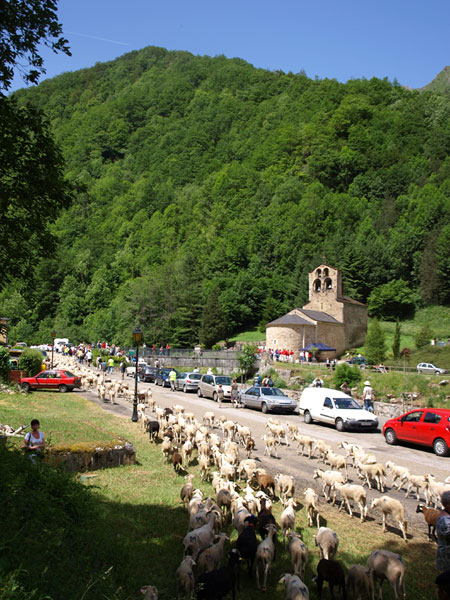 Arrivee du troupeau de Fanfan à Salau