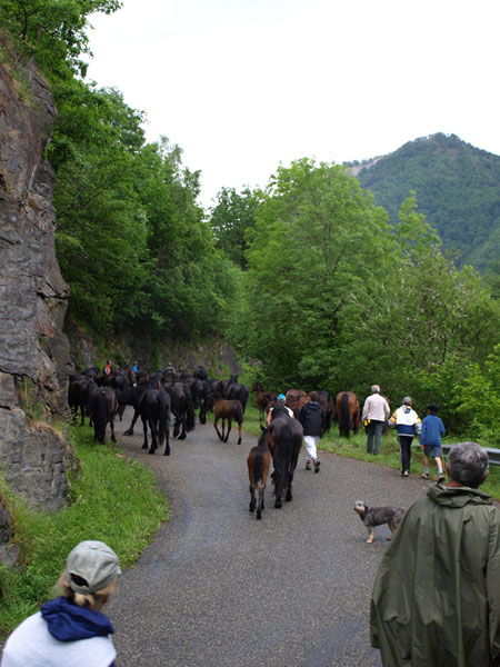 troupeau de chevaux de Leopold Andreu